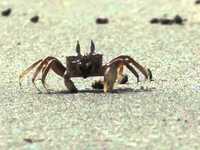 pochette album Clumsy lover