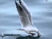 pochette album Gaviota