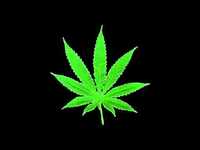 pochette album Dans l'camion