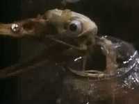 pochette album Rawhead and bloodybones