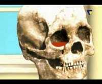 pochette album America the brutal