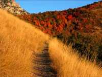 pochette album Velvet divorce