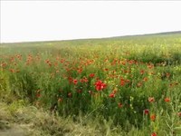 pochette album Everything