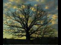 pochette album Sticks that made thunder