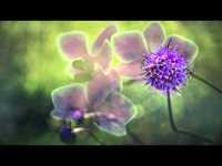 pochette album Spiracles