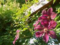 pochette album Summertime