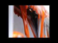 pochette album Monday's wedding