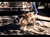 pochette album White freight liner blues