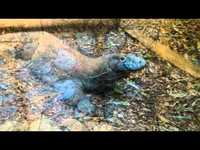 pochette album Amphibian