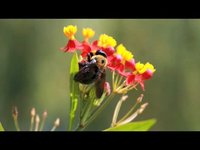 pochette album The mountain