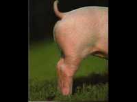 pochette album The bug song