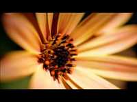 pochette album Redford