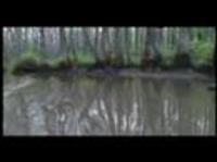 pochette album The lord god bird