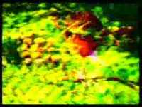 pochette album Focus pocus/debiel