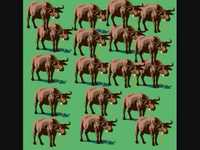 pochette album The water buffalo song