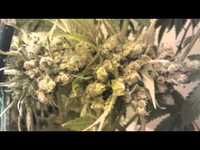 pochette album Why can't it be?