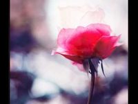 pochette album Do, do, do