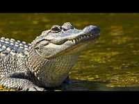 pochette album Alligator brain