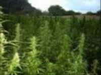 pochette album Marijuanaville