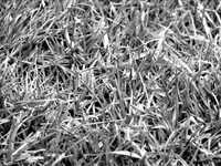 pochette album Crystal orchids