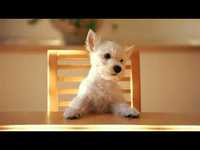 pochette album Modern days