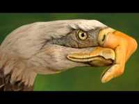 pochette album Desperado