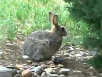 pochette album Cause to be alarmed