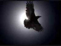 pochette album What you want