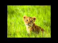 pochette album Born free