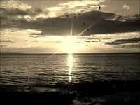 pochette album Hummingbird