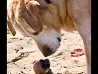 pochette album Will she just fall down