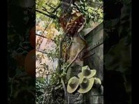 pochette album L'ami, la belle, le président?