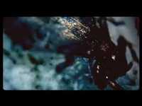 pochette album Army ants