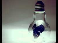 pochette album Blue butterfly