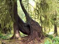 pochette album Battle of trees