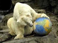 pochette album Gus: the polar bear from central park