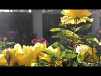 pochette album With all my heart