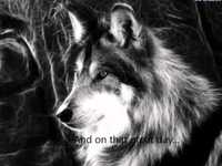 pochette album Wolf moon