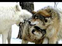 pochette album Eve of winterdawn