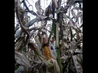 pochette album Golden autumn day