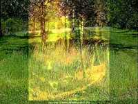 pochette album In the forest