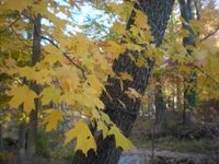 pochette album Only a dream