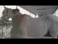 pochette album Only human