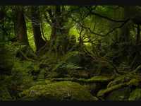 pochette album Svã¤ltvinter