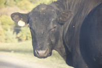 pochette album Referring rosarita