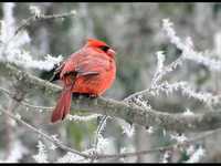 pochette album Arlington