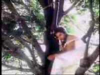 pochette album Boneyard tree