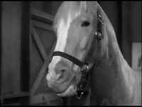 pochette album The stallion pt. 2