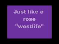 pochette album Like a rose