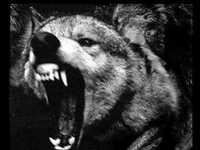 pochette album Saknet